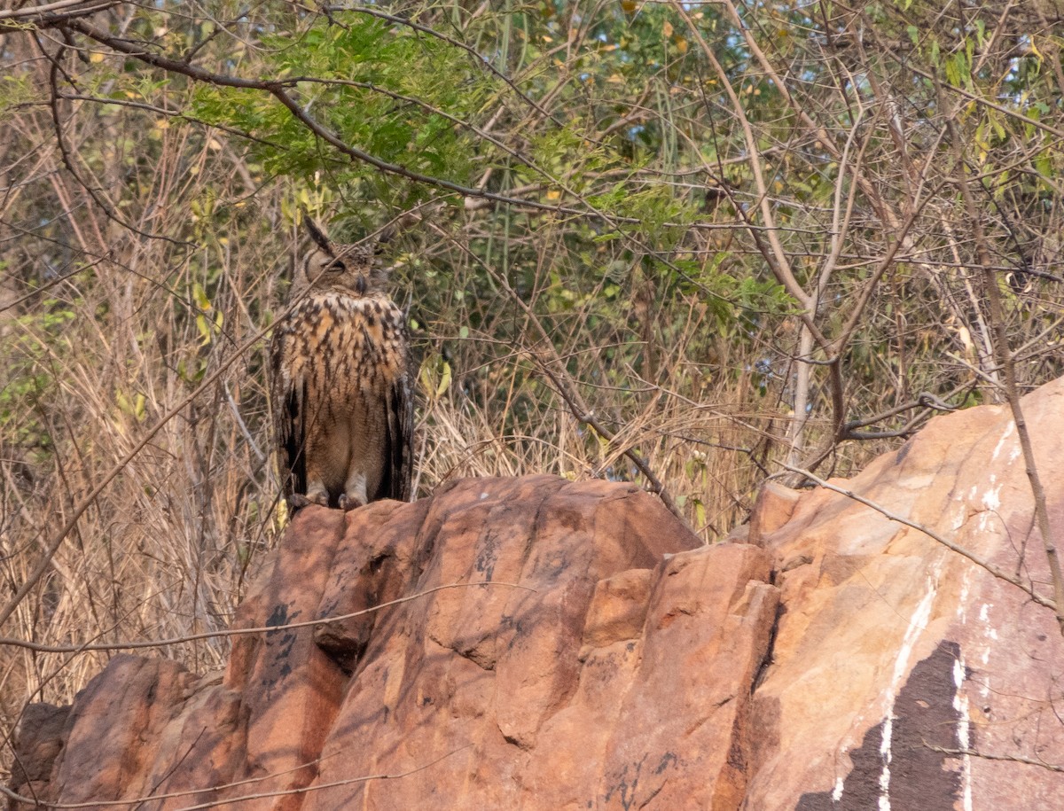 Rock Eagle-Owl - Shyam Sharma