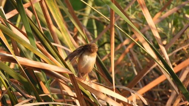 Bristled Grassbird - ML617412983