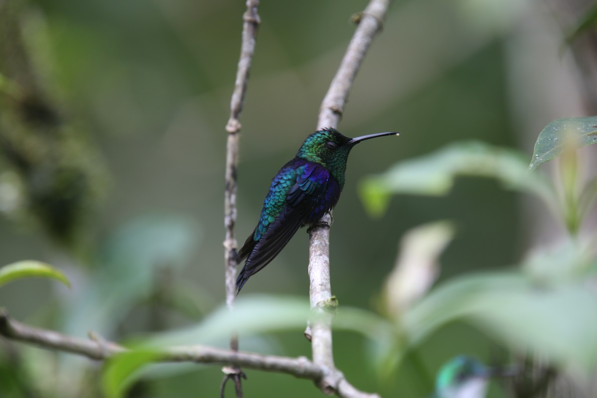 Crowned Woodnymph (Green-crowned) - ML617412996