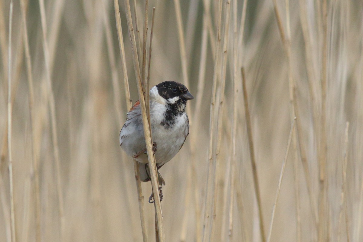 Reed Bunting - ML617413004