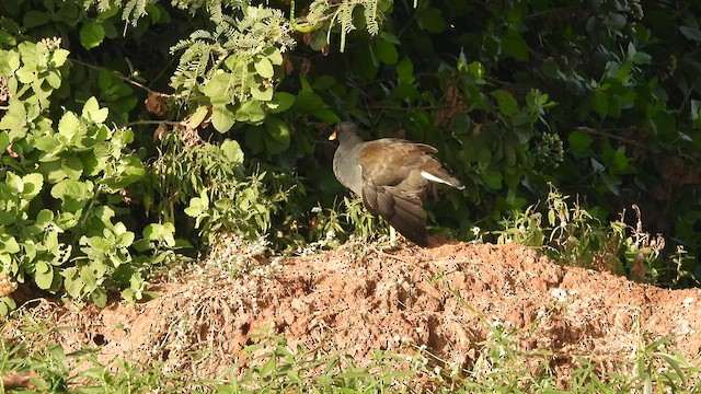 Gallinule poule-d'eau - ML617413021