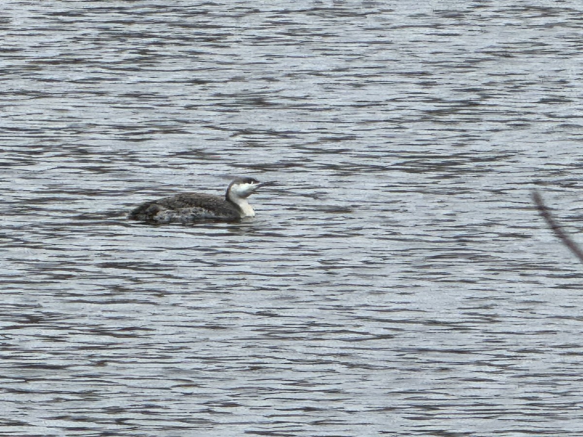 Red-throated Loon - ML617413056