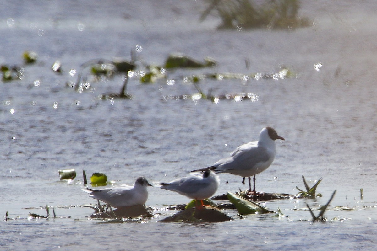 Mouette pygmée - ML617413058