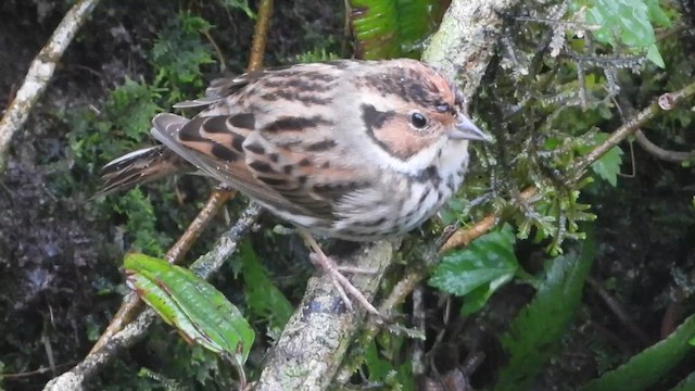 Little Bunting - ML617413078