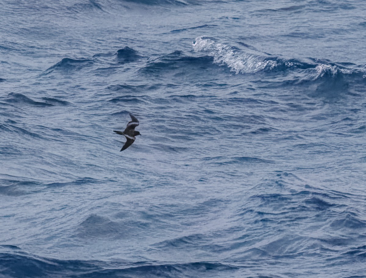 褐翅叉尾海燕 - ML617413081