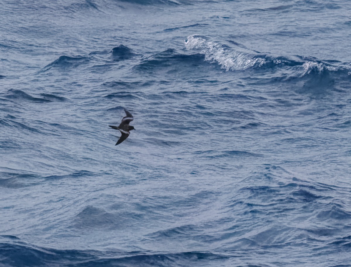 Tristram's Storm-Petrel - Mike Edgecombe