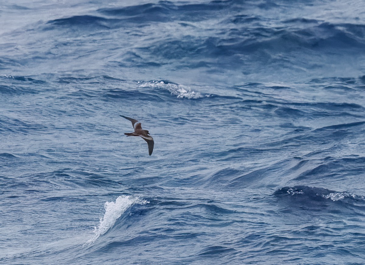 Tristram's Storm-Petrel - Mike Edgecombe