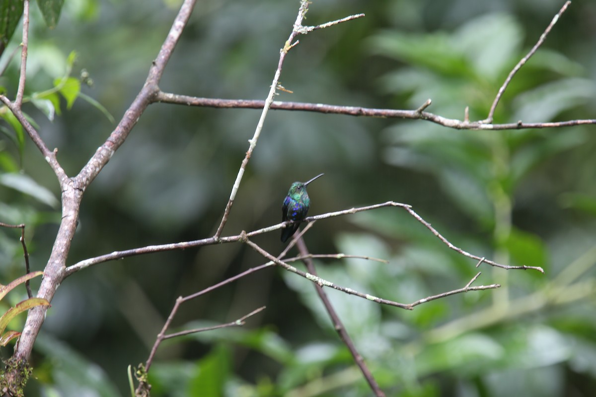 Crowned Woodnymph (Green-crowned) - ML617413115