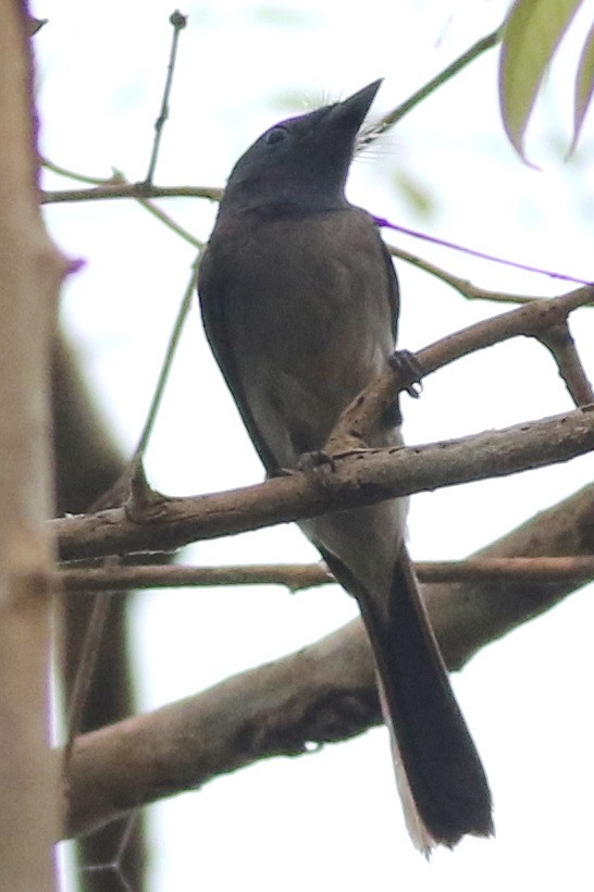 Blyth's Paradise-Flycatcher - ML617413147