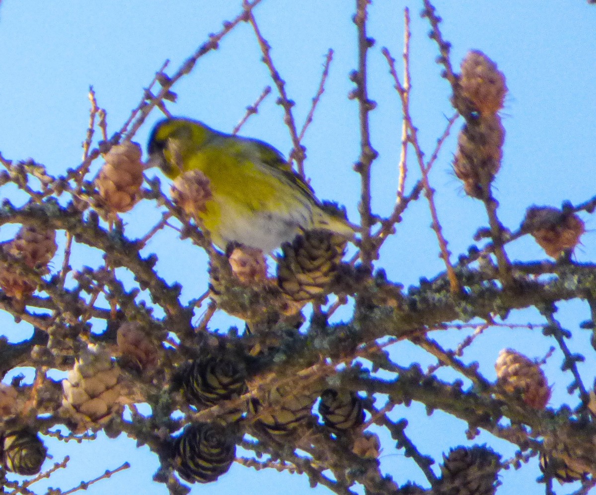 Eurasian Siskin - ML617413162