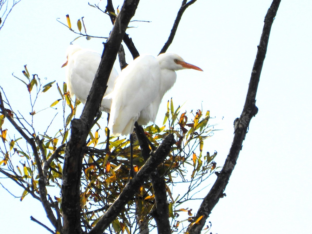 Eastern Cattle-Egret - ML617413296