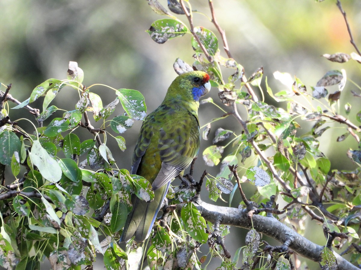 Green Rosella - ML617413297