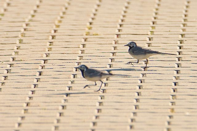 White Wagtail - ML617413323