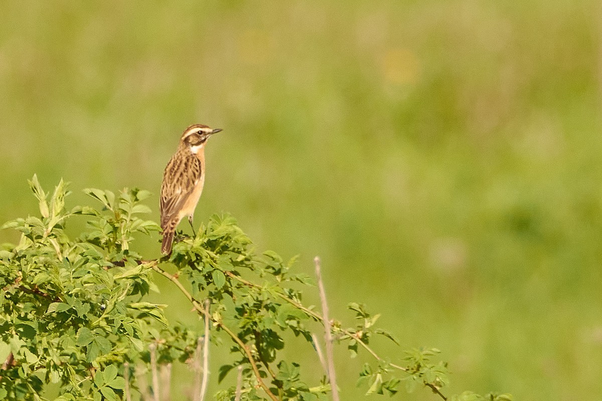 Whinchat - ML617413331