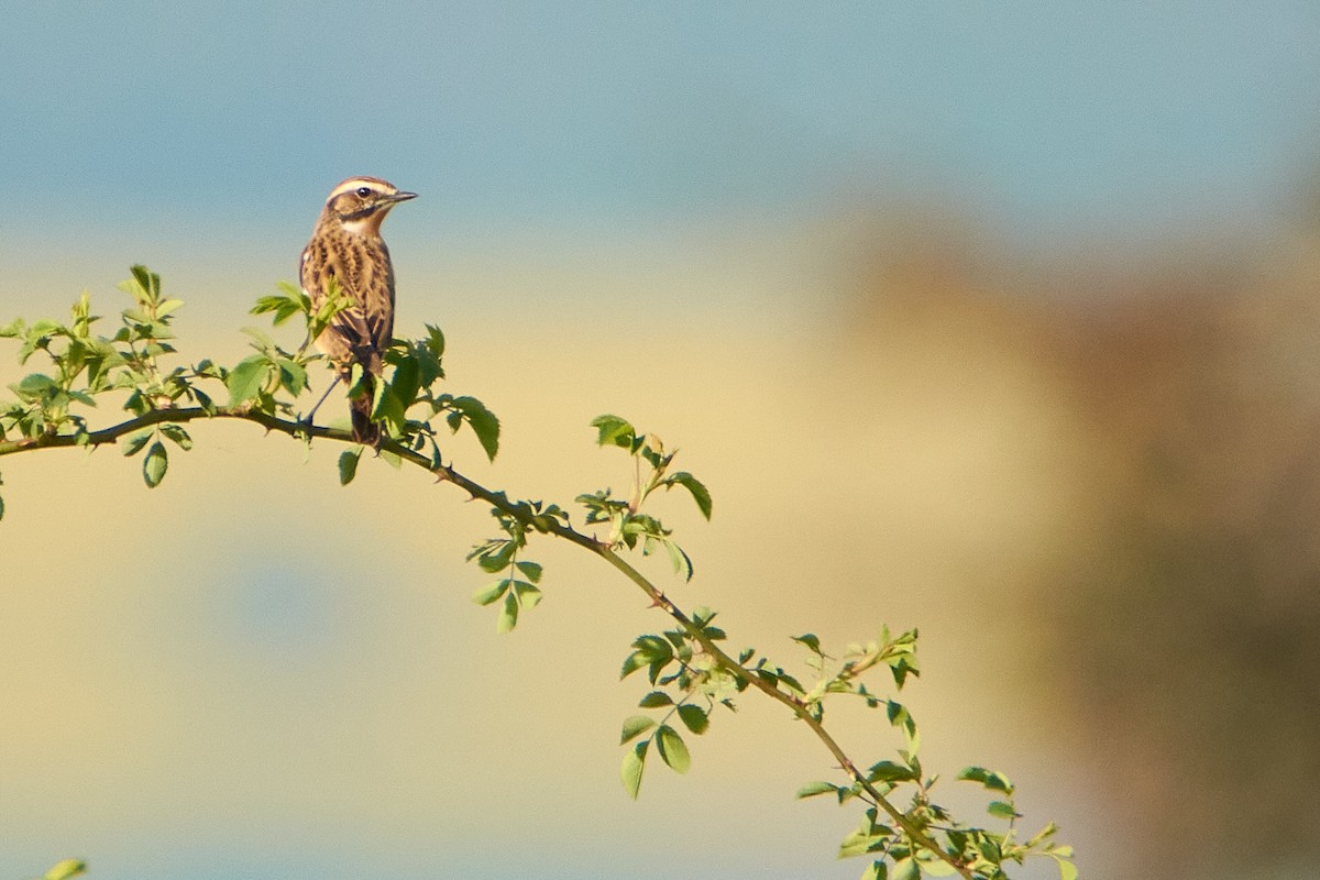 Whinchat - ML617413332