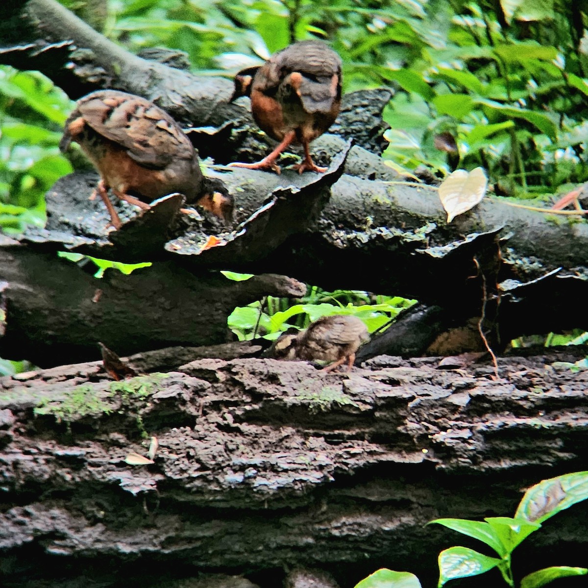 Chestnut-bellied Partridge - ML617413336