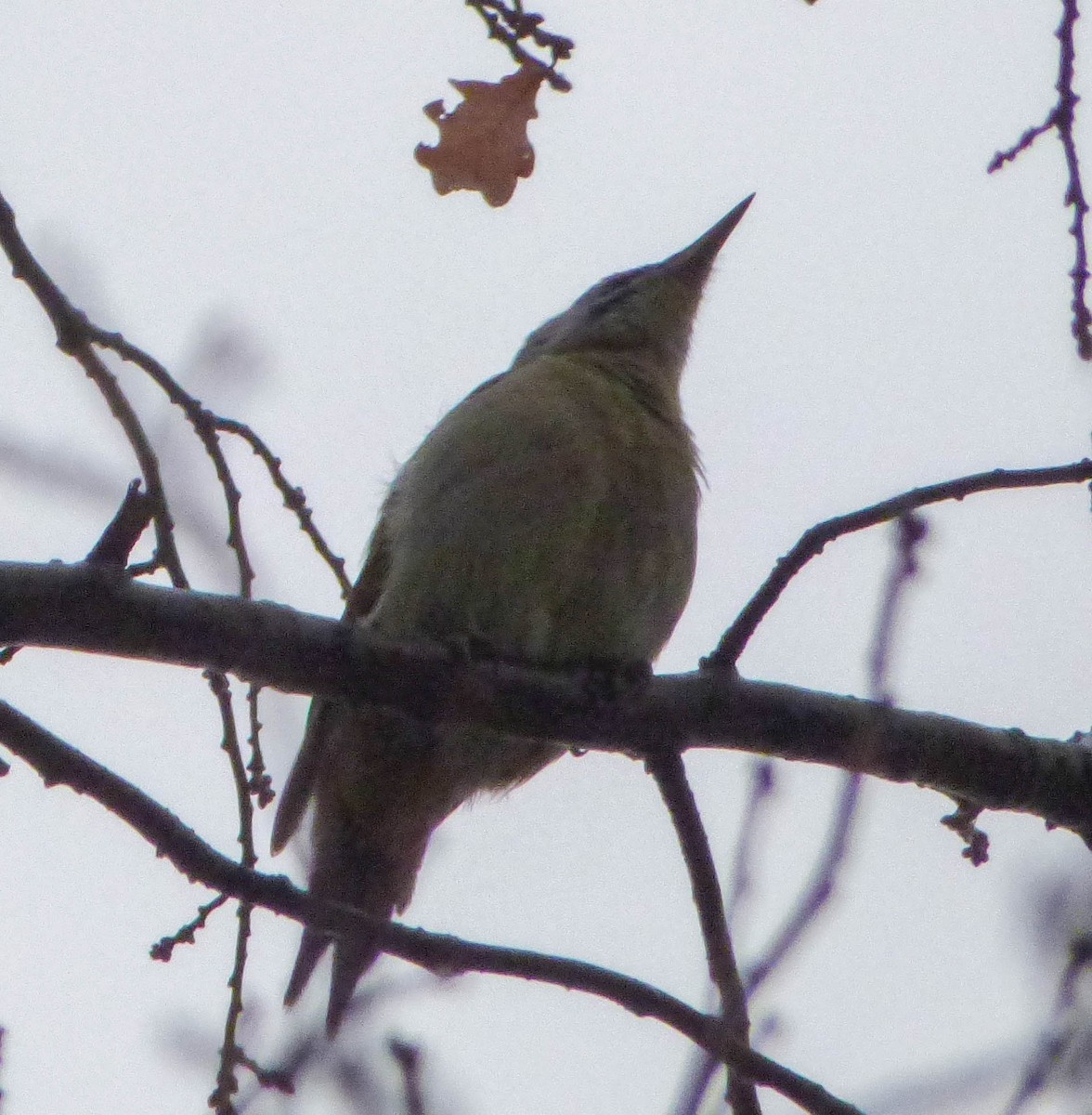 Gray-headed Woodpecker - ML617413345