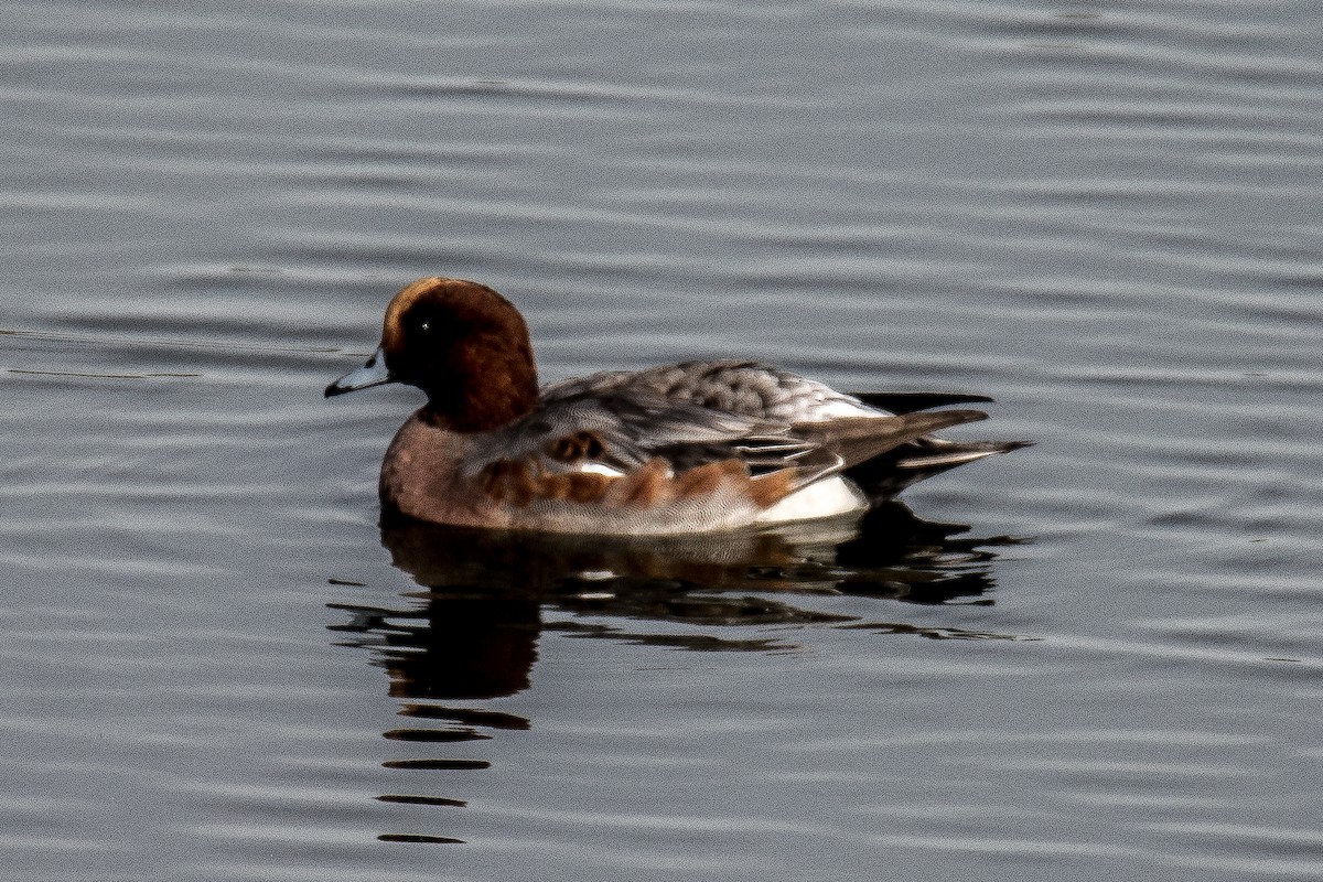 Eurasian Wigeon - ML617413357