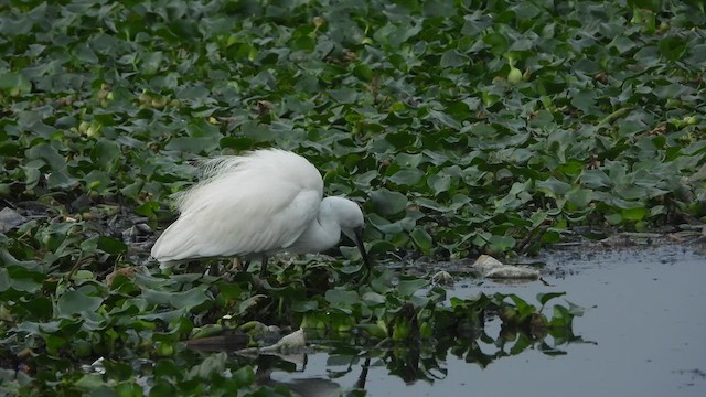 Little Egret - ML617413371