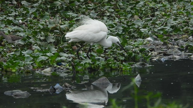 小白鷺 - ML617413378