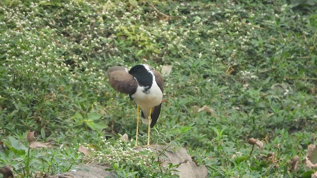 Red-wattled Lapwing - ML617413381