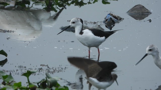 Black-winged Stilt - ML617413424