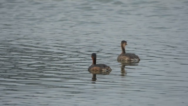 Little Grebe - ML617413431