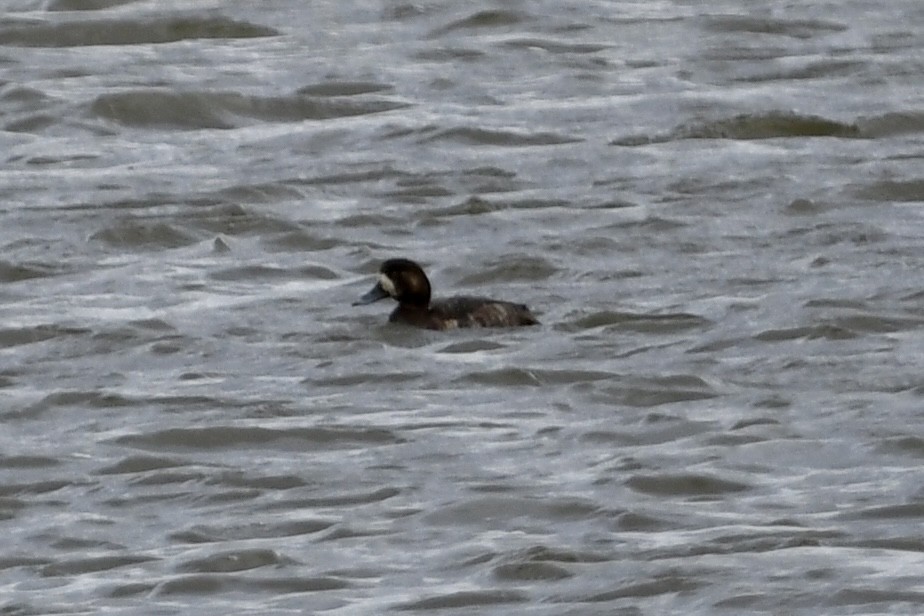 Greater Scaup - ML617413439