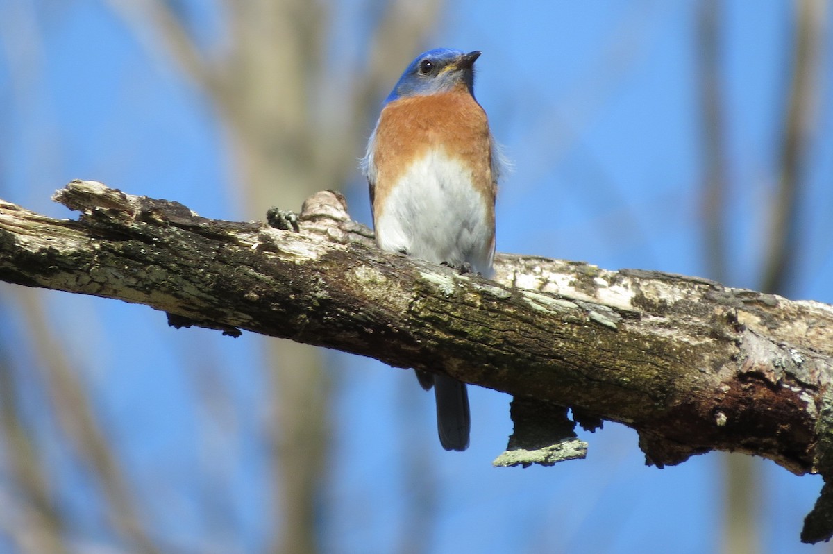 Eastern Bluebird - ML617413444