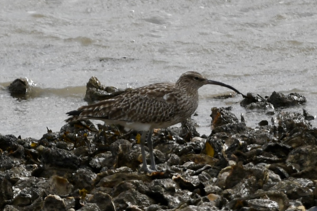 Whimbrel - ML617413445