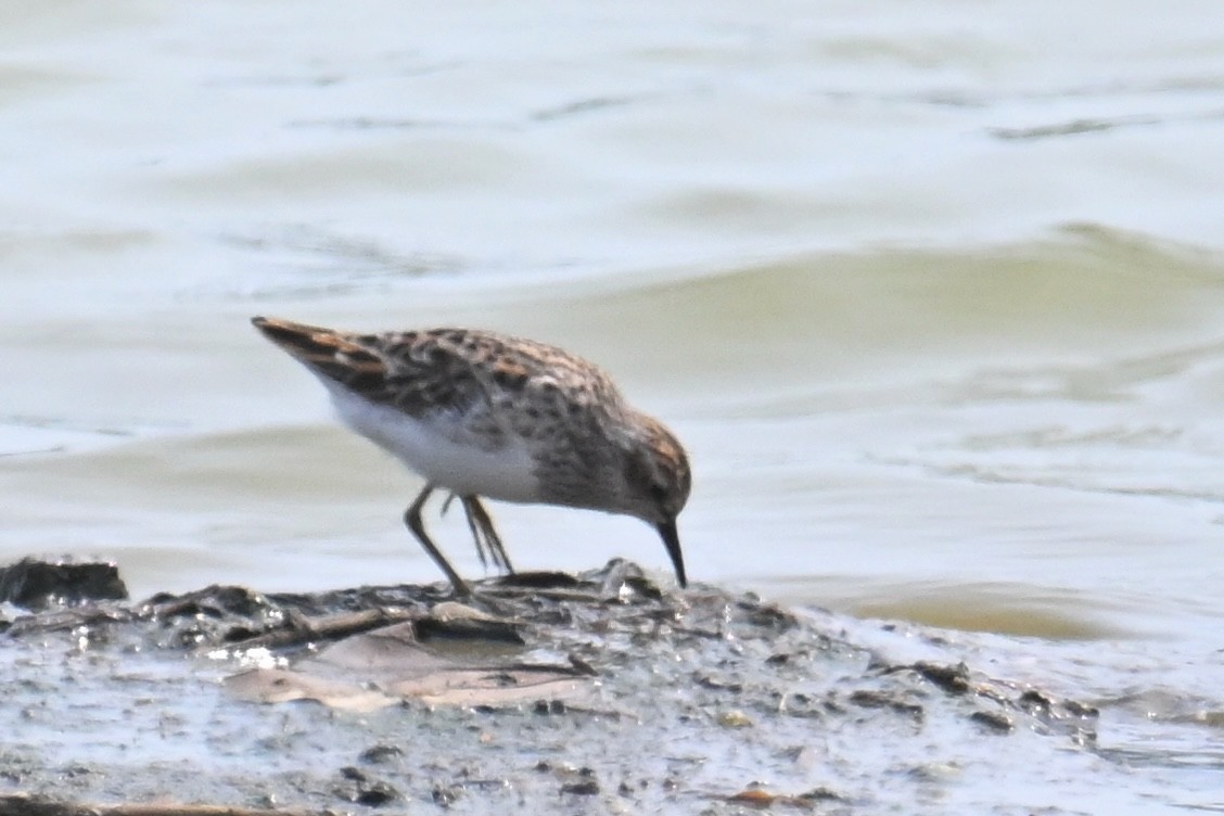 Langzehen-Strandläufer - ML617413446