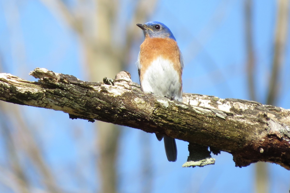 Eastern Bluebird - ML617413448