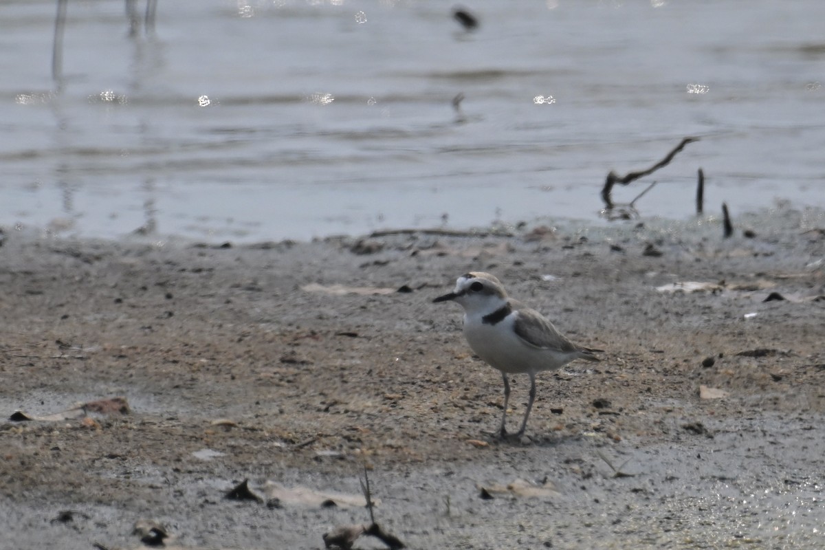 White-faced Plover - ML617413449