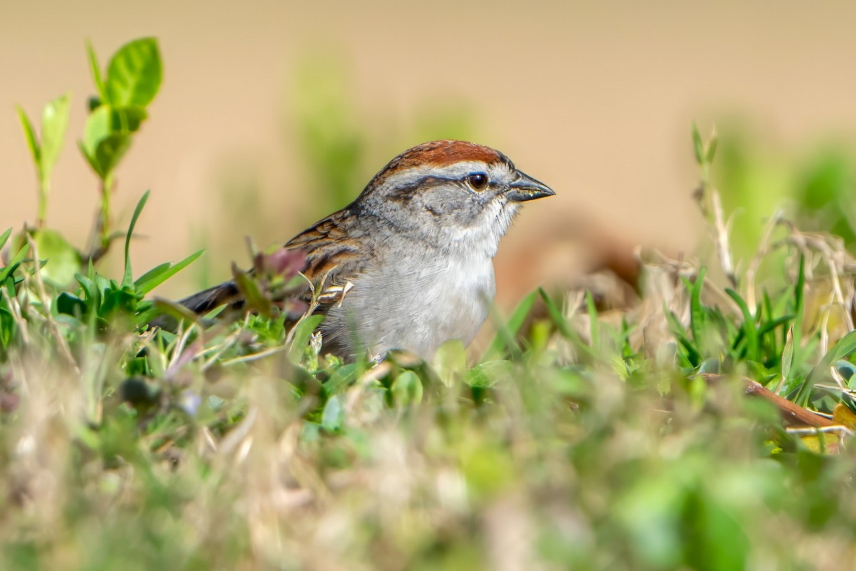 Chipping Sparrow - ML617413453