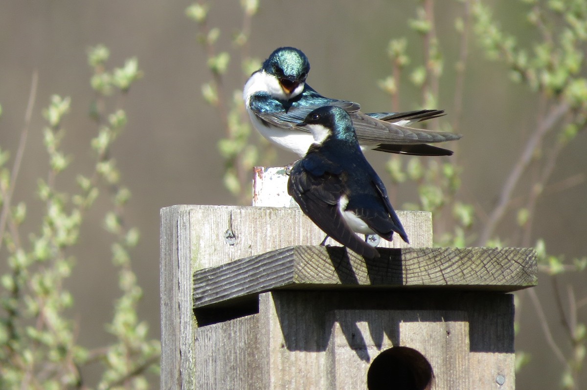 Tree Swallow - ML617413460