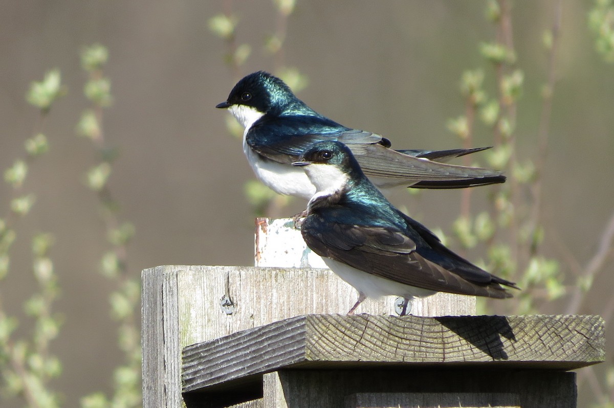 Tree Swallow - ML617413468
