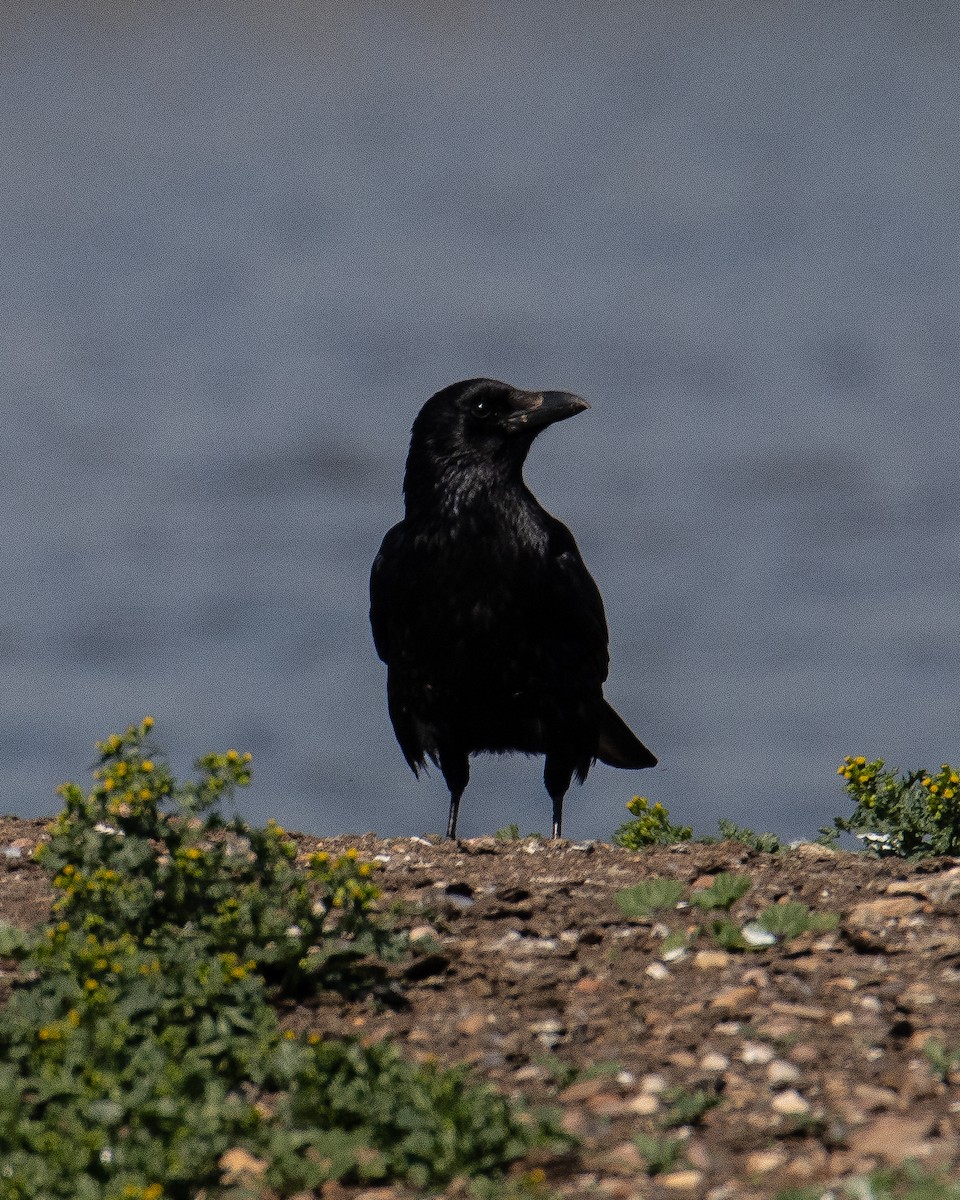 Carrion Crow - Simon WIlcock