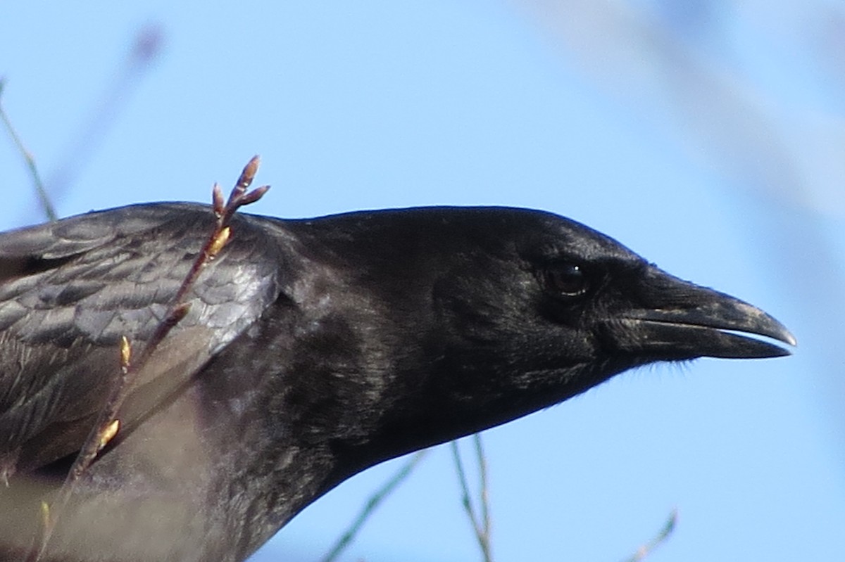 American Crow - ML617413484