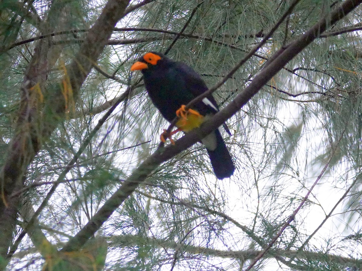 Long-tailed Myna - Paul Bartlett