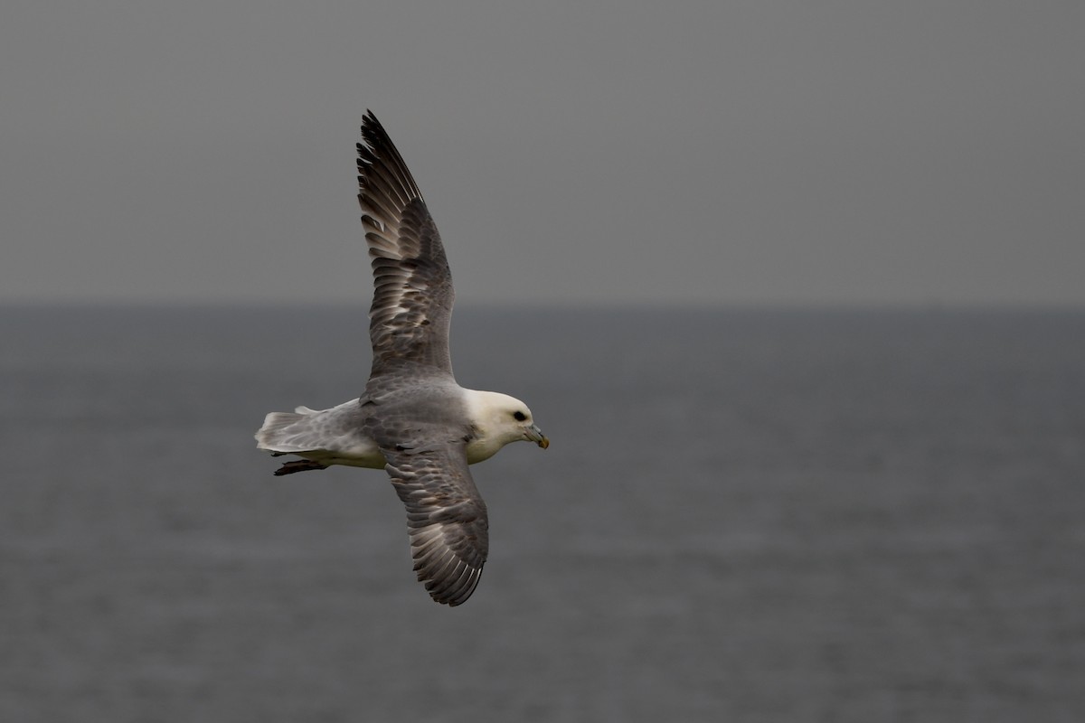 Northern Fulmar - ML617413582