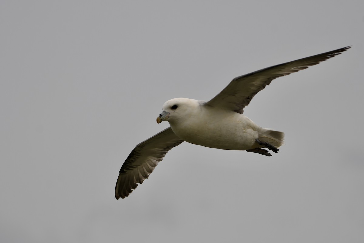 Fulmar boréal - ML617413583