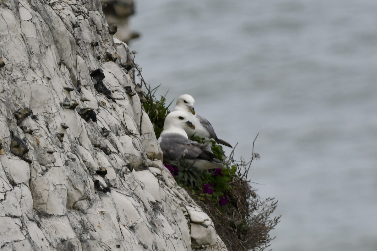 Northern Fulmar - ML617413584