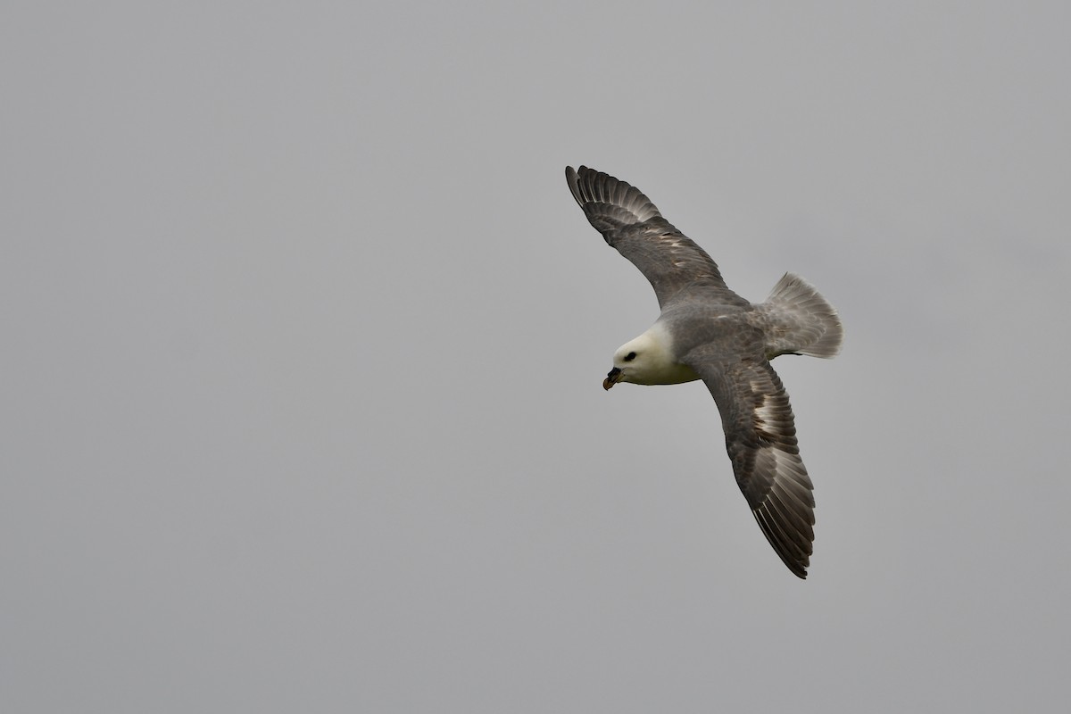 Fulmar boréal - ML617413585