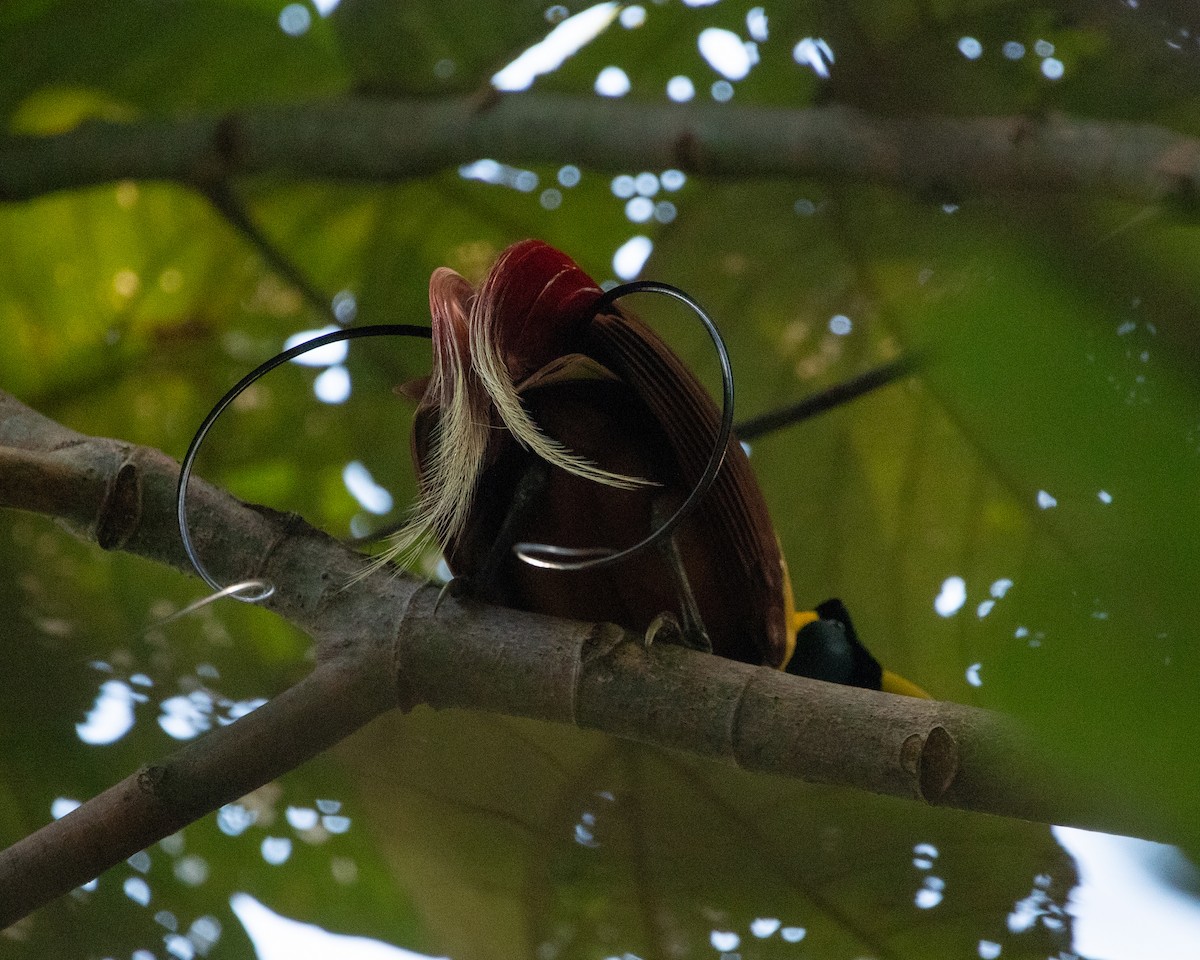 Red Bird-of-Paradise - ML617413608