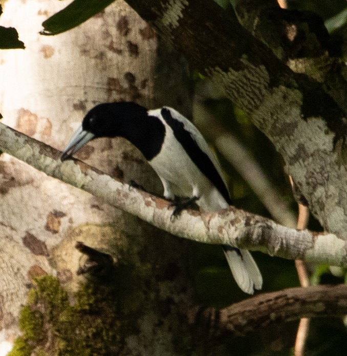 Hooded Butcherbird - ML617413626