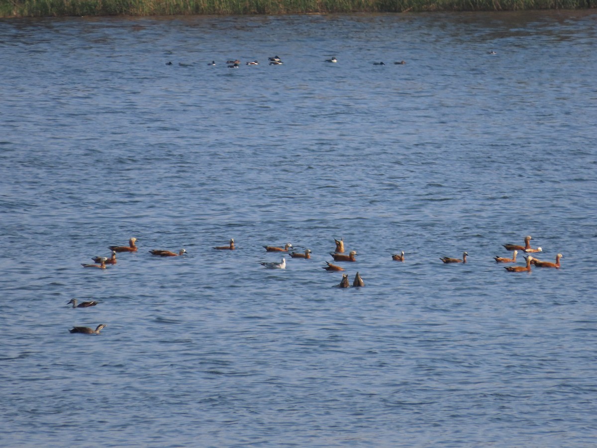 Ruddy Shelduck - Mingyun Seo