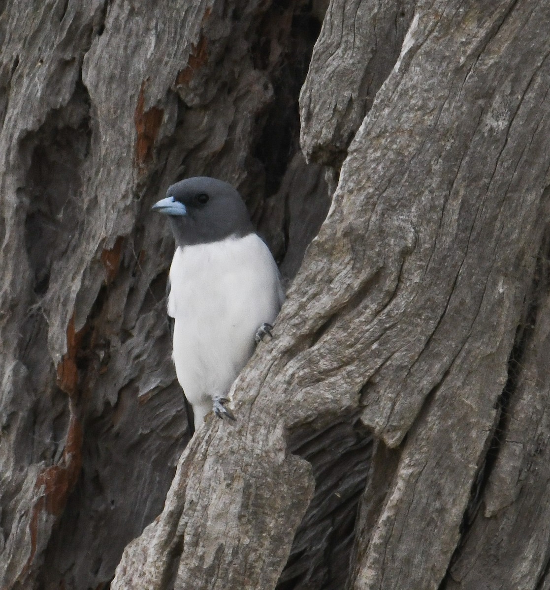 White-breasted Woodswallow - Nicholas Talbot