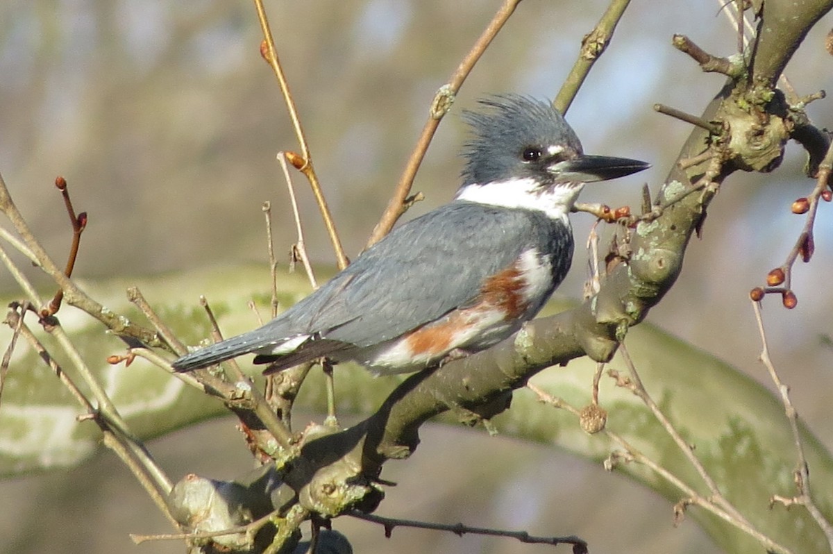 Belted Kingfisher - ML617413670