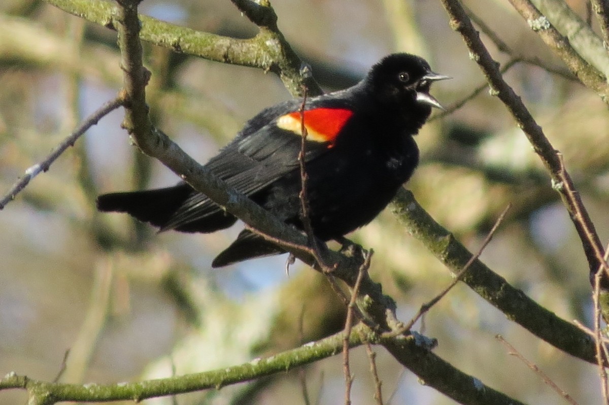 Red-winged Blackbird - ML617413673