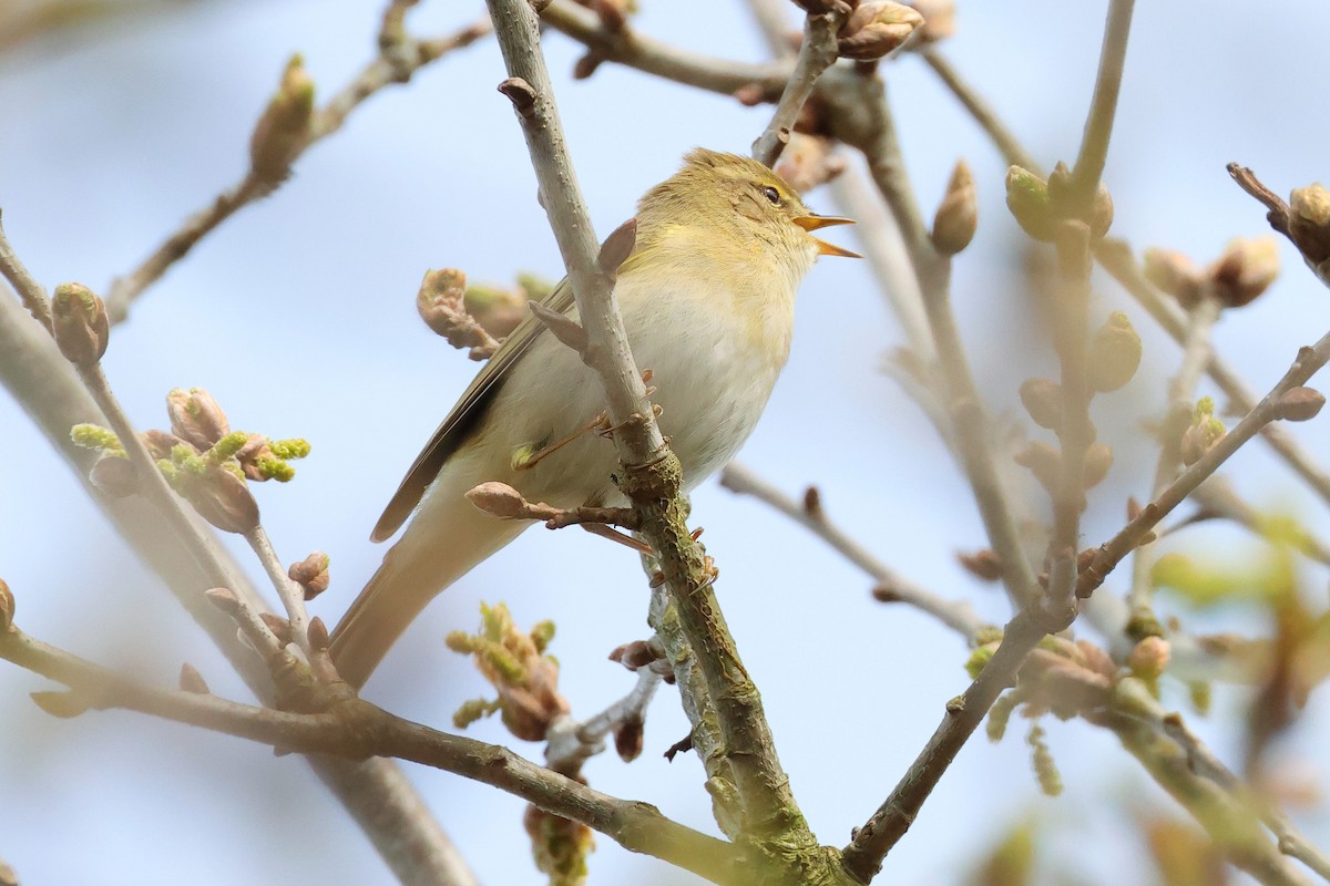 Willow Warbler - ML617413687